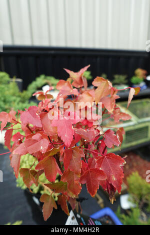 Acer buergerianum oder als Tident Ahorn Acer buergerianum bekannt oder als Tident Ahorn Bonsai Baum bekannt Stockfoto