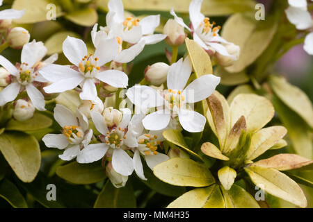 Gelbe Blätter und weiße Blüten der immergrünen Mexikanische Orangenblüte Strauch, der Choisya ternata undance' Stockfoto