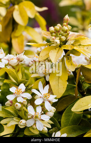 Gelbe Blätter und weiße Blüten der immergrünen Mexikanische Orangenblüte Strauch, der Choisya ternata undance' Stockfoto