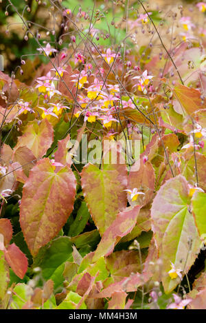 Fokus gestapelt Bild des kleinen Frühlingsblumen und Rot gekennzeichneten Laub Der barrenwort, Epimedium' Durschnittlich teure Ruby' Stockfoto