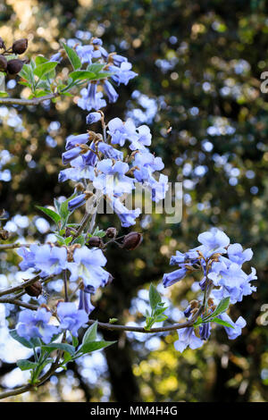 Blaue Feder Blumen der Hardy Fingerhut Baum, Paulownia tomentosa. Stockfoto