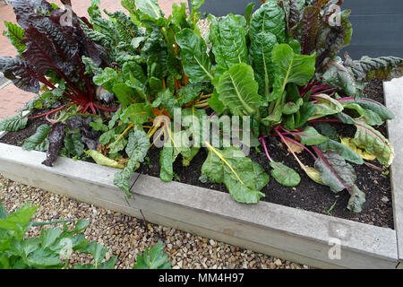 Mangold oder Mangold 'Rainbow' Stockfoto