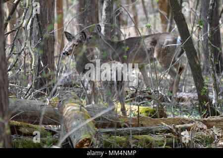 Weiß Schwanz Rehe im Wald Stockfoto