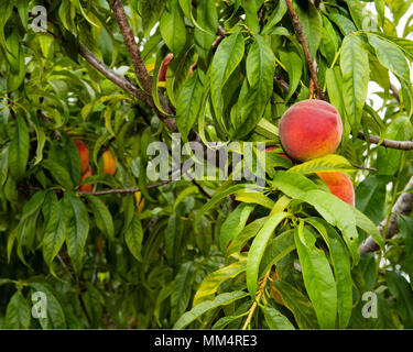 Reife Pfirsiche Hängen an einem Baum in zentralem Florida Stockfoto