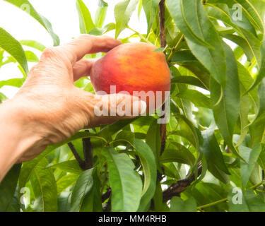 Eine Hand mit der Ernte der Pfirsich vom Baum in einem Obstgarten Stockfoto