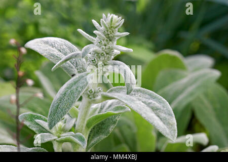 Top part of Lamb's-Ear, or Woolly Hedgenettle plant with stem, leaves and flower buds. Scientific name: Stachys byzantina (syn. Stachys lanata). Stockfoto