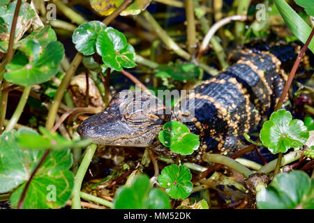 American alligator Babys versteckt sich in der Vegetation. Stockfoto