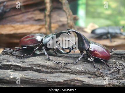 Männliche und weibliche Hirschkäfer Stockfoto