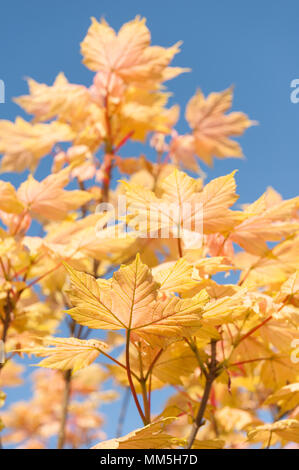 Vivid orange gelb Neue ahornblätter Öffnung im Frühjahr gegen den blauen Frühsommer Tag sky Stockfoto