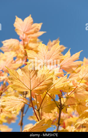 Vivid orange gelb Neue ahornblätter Öffnung im Frühjahr gegen den blauen Frühsommer Tag sky Stockfoto