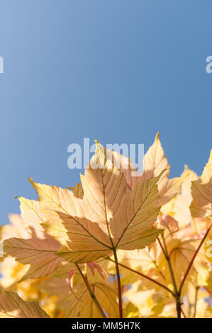 Vivid orange gelb Neue ahornblätter Öffnung im Frühjahr gegen den blauen Frühsommer Tag sky Stockfoto