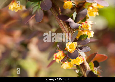 Oder berberitze Berberis mit seiner stacheligen Zweige beladen mit leuchtend gelben spring blossom von Stacheln und stachelige Lila rote Blätter geschützt Stockfoto