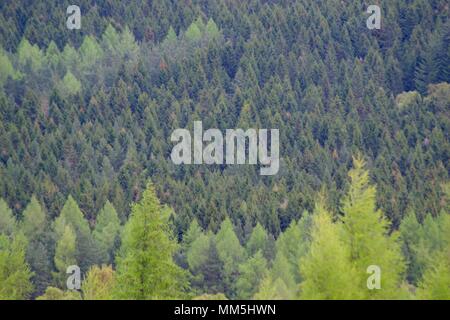 Conifer Plantage Baumkronen. Abstrakte Landschaft verschiedener Schattierungen von Grün. Scotty Hill, Banchory, Schottland, Großbritannien. Mai, 2018. Stockfoto