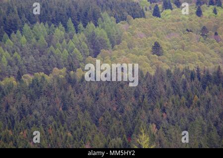 Conifer Plantage Baumkronen. Abstrakte Landschaft verschiedener Schattierungen von Grün. Scotty Hill, Banchory, Schottland, Großbritannien. Mai, 2018. Stockfoto