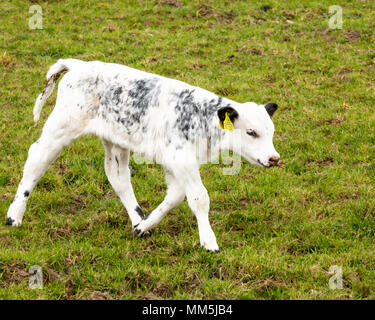 Kalb in ein Feld in die Kamera schaut, Weiß mit schwarzer Markierung, zum Stichwort in das Ohr, das Kalb aloan im Bild, grünes Gras Feld. Stockfoto