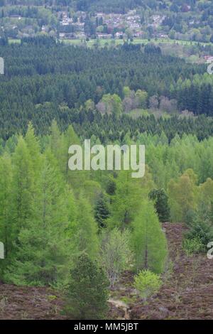 Conifer Plantage Baumkronen. Abstrakte Landschaft verschiedener Schattierungen von Grün. Scotty Hill, Banchory, Schottland, Großbritannien. Mai, 2018. Stockfoto