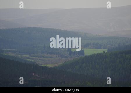 Conifer Plantage Baumkronen. Abstrakte Landschaft verschiedener Schattierungen von Grün. Scotty Hill, Banchory, Schottland, Großbritannien. Mai, 2018. Stockfoto