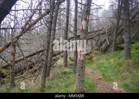 Tot gefallen Pinien. Scotty Hill, Banchory, Aberdeenshire, Schottland, Großbritannien. Mai, 2018. Stockfoto