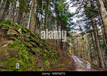Straße im weißen Tannenholz. Gran Sasso und Nationalpark Monti della Laga, Abruzzen, Italien, Europa Stockfoto