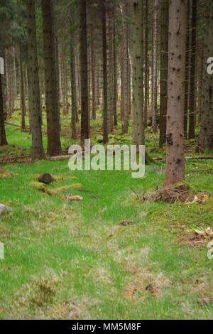 Baumstämme von einem Nadelbaum Plantage. Scotty Hill, Banchory, Aberdeenshire, Schottland, Großbritannien. Mai, 2018. Stockfoto