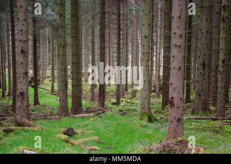 Baumstämme von einem Nadelbaum Plantage. Scotty Hill, Banchory, Aberdeenshire, Schottland, Großbritannien. Mai, 2018. Stockfoto