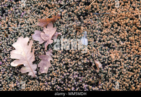 Auf dem Boden, mit Moos bedeckt, sind von den Bäumen gelb Eichenlaub gefallen. Stockfoto