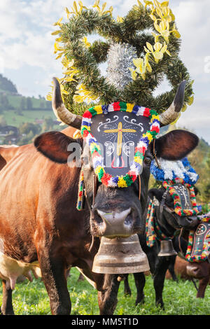 Kuh mit Glocke und Blumendekorationen Stockfoto