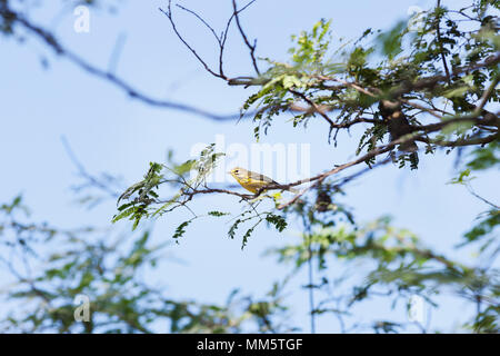 Blackburnian Warbler Vogel auf Ast, Cienfuegos, Kuba Stockfoto