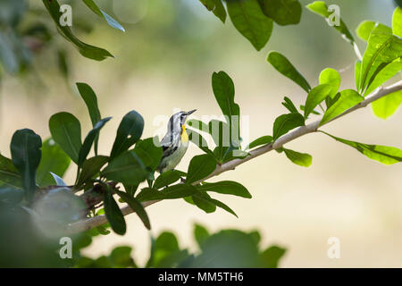 Blackburnian Warbler Vogel auf Ast, Cienfuegos, Kuba Stockfoto