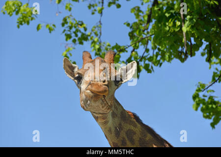 Giraffe (Giraffa Camelopardalis giraffa). Porträt Stockfoto