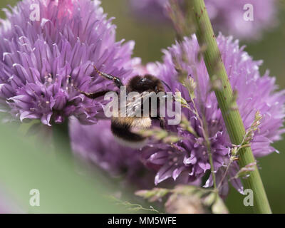 Nahaufnahme von Hummel auf Liebe in einem Nebel Blume Stockfoto