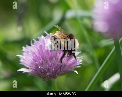 Nahaufnahme von Hummel auf Liebe in einem Nebel Blume Stockfoto