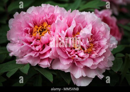 Zwei rosa Pfingstrosen im Garten Stockfoto