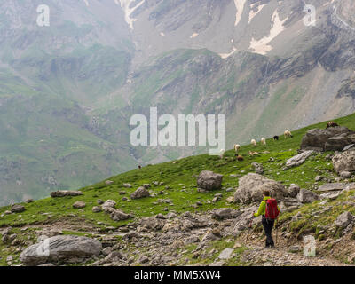 Frau Wandern in den Pyrenäen in absteigender Reihenfolge von Hourquette d'Alanen in Richtung Pont d'Estaube mit Schaf im Hintergrund, Gavarnie, Frankreich Stockfoto