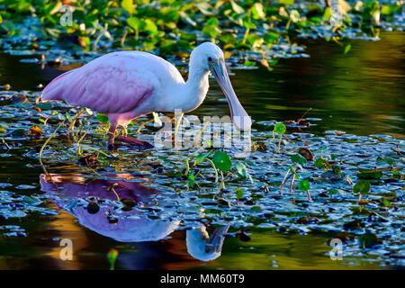 Rosalöffler Nahrungssuche in der frühen Morgendämmerung. Stockfoto