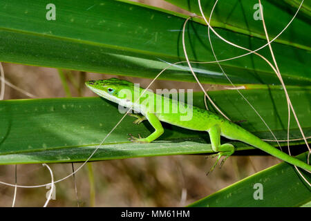 Carolina anole Balancing auf die Palme treibt. Stockfoto