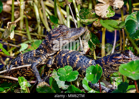 American alligator Babys versteckt sich in der Vegetation. Stockfoto
