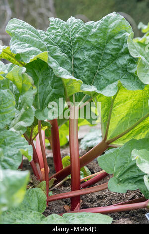 Rheum x hybridum 'Fulton's Strawberry Überraschung'. Rhabarber "Fulton's Strawberry Überraschung' wächst in einem Gemüsegarten im Mai. Großbritannien Stockfoto