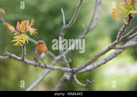 Erithacus Rubecula. Robin in einem Rhus typhina 'Glanz' Baum in einem Englischen Garten im Frühling. Großbritannien Stockfoto