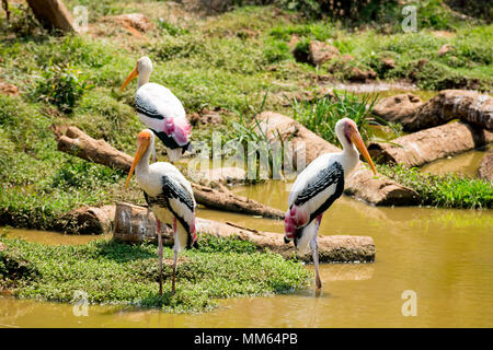 Viel gemalt Störche suche Fisch auf Wasser im Zoo Ansicht schließen. Stockfoto