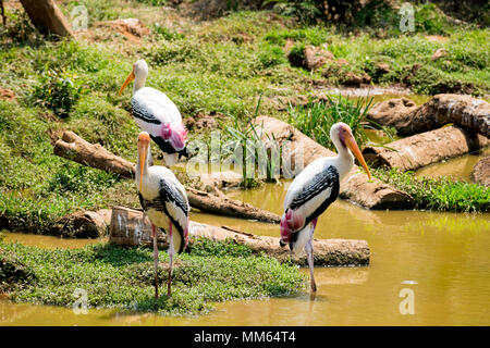 Viel gemalt Störche suche Fisch auf Wasser im Zoo Ansicht schließen. Stockfoto