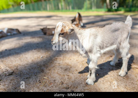 Eine junge Ziege steht im Baum Schatten Stockfoto