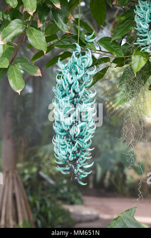 Strongylodon macrobotrys. Jade Vine Blumen im Gewächshaus an der RHS Wisley Gardens, Surrey, Großbritannien Stockfoto