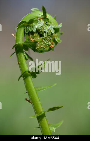 Nahaufnahme von uncurling Matteuccia struthiopteris Ostrich Fern fiddlehead in einem Frühlingswald mit winzigen Blätter Stockfoto