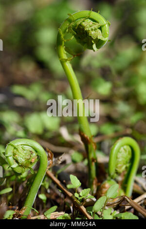 Nahaufnahme von ausklappen Matteuccia struthiopteris Ostrich Fern Spirale fiddleheads im Frühjahr bereit zu ernten als Gemüse Stockfoto