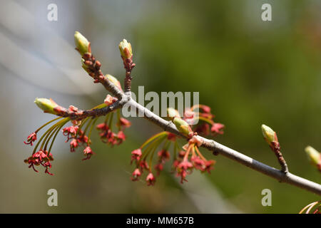 Nahaufnahme von Acer Rubrum Redpointe Red Maple Tree Blumen mit frühen Blattknospen im Frühjahr Stockfoto