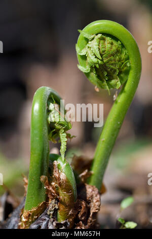 In der Nähe der aufstrebenden Matteuccia struthiopteris Ostrich Fern fiddleheads im Frühjahr fertig als Gemüse zu schneiden Stockfoto