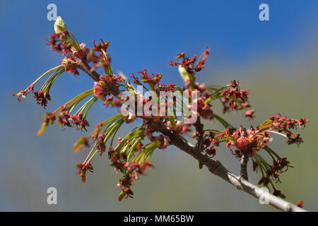 Nahaufnahme von Acer Rubrum Frank jr. Redpointe Red Maple Tree Blumen mit winzigen Tasten vor Blätter bud im Frühjahr Stockfoto