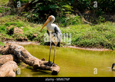 Ein weißer Störche Vogel stehen auf Zoo Ansicht schließen Suche Super. Stockfoto