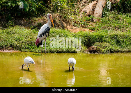 Ein weißer Störche Vogel stehen auf Zoo Ansicht schließen Suche Super. Stockfoto